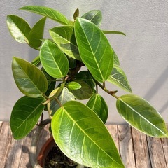 観葉植物　アルテシマ　曲がりの画像