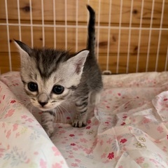 外にいる子猫を保護しました。