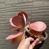 ランキングキーワードに紐づく投稿画像-多肉植物