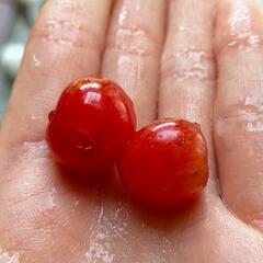 めちゃくちゃ甘い甘いさくらんぼぅ　品種不明　甘い美味しいさくらん...