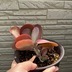 ランキングキーワードに紐づく投稿画像-多肉植物