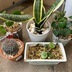 ランキングキーワードに紐づく投稿画像-観葉植物