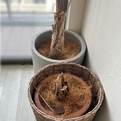 【譲ります】【無料】大型植木鉢2点セット（ラタン×陶器）早い者勝ち！