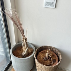【譲ります】【無料】大型植木鉢2点セット（ラタン×陶器）早い者勝ち！の画像