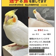 オカメインコ捜索