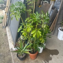 観葉植物 まとめて