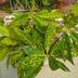 ランキングキーワードに紐づく投稿画像-観葉植物