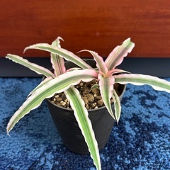【観葉植物】クリプタンサス