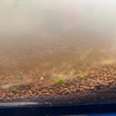 ☘️ミナミヌマエビ10匹＋αとモス☘️