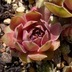 ランキングキーワードに紐づく投稿画像-多肉植物