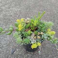 多肉植物　寄せ植え