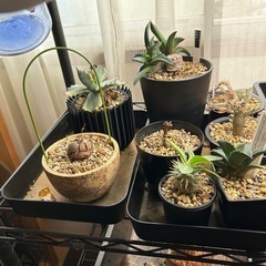 アガベ各種、他の画像