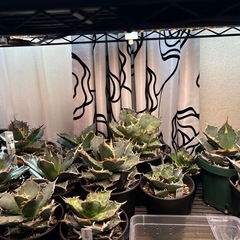 アガベ各種、他の画像