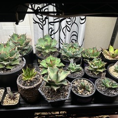 アガベ各種、他の画像