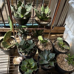 アガベ各種、他