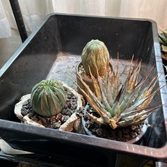 アガベ各種、他の画像