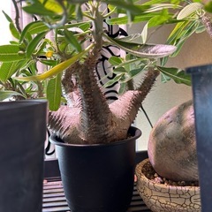 大人気‼︎塊根植物の画像