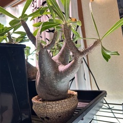 大人気‼︎塊根植物の画像