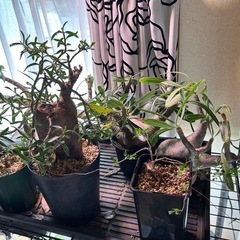 大人気‼︎塊根植物