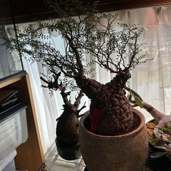 大人気‼︎塊根植物の画像