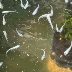 メダカあげます(締め切ります)の画像