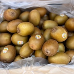 ゼスプリ🥝サンゴールドキウイ入荷しました！✨の画像