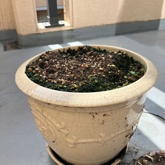 鉢