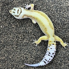 ヒョウモントカゲモドキ①