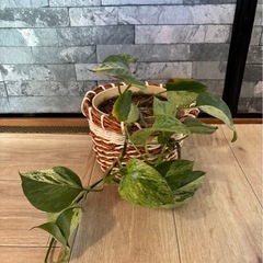 観葉植物 ポトス 10cm　差し上げますの画像