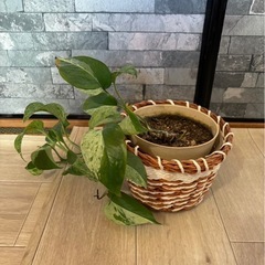 観葉植物 ポトス 10cm　差し上げます