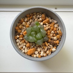 多肉植物　ハオルチア　オブツーサ　002