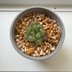 ランキングキーワードに紐づく投稿画像-多肉植物