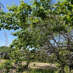 【埼玉県長瀞町】無農薬！完熟梅の摘み取り体験しませんか？