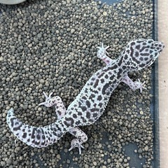 ヒョウモントカゲモドキ②