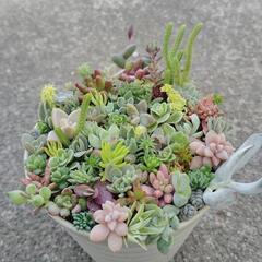 多肉植物　寄せ植えの画像