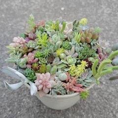 多肉植物　寄せ植えの画像