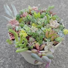 多肉植物　寄せ植えの画像