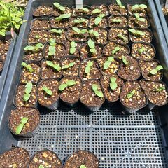 野菜の苗を買ってください。(1本30円)(ﾙｯｺﾗ、ﾊﾞｼﾞﾙ、ｲﾀﾘｱﾝﾊﾟｾﾘ　他) の画像