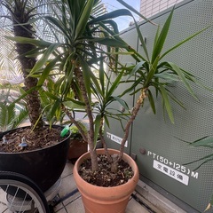ユッカ大　差し上げます。