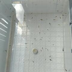 稚魚メダカ　　ミックスめだか　ランダム 30匹 ＋オマケ　(改良メダカ)　(メダカ)　(稚魚ミックス)の画像