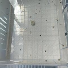 稚魚メダカ　　ミックスめだか　ランダム 30匹 ＋オマケ　(改良メダカ)　(メダカ)　(稚魚ミックス)の画像