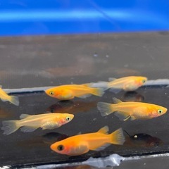 5月8日納品　改良メダカ1匹150円〜　そら野テラスで販売はんばいの画像