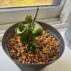 観葉植物　ホヤ　コンパクタ　001