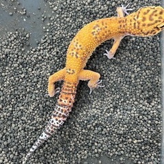 ヒョウモントカゲモドキ③