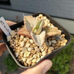 アガベチタノタホワイトアイス②
