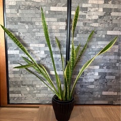 観葉植物 サンスベリア サンセベリア 78cmの画像