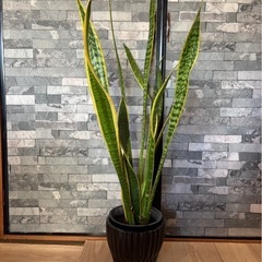 観葉植物 サンスベリア サンセベリア 78cm