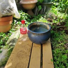 睡蓮鉢 メダカ鉢の画像