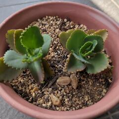 子宝草