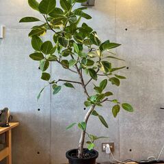 観葉植物 フィカス アルテシマ 約180cm 曲がり 現品販売